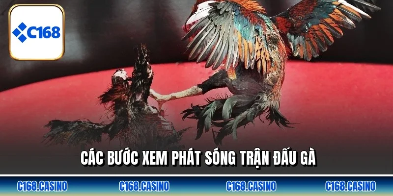 Các bước xem phát sóng trận đấu gà Các bước xem phát sóng trận đấu gà