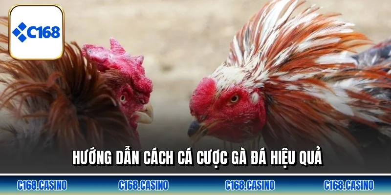 Hướng dẫn cách cá cược gà đá hiệu quả Hướng dẫn cách cá cược gà đá hiệu quả