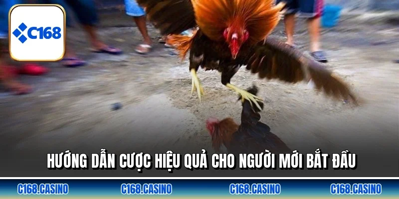 Hướng dẫn cược hiệu quả cho người mới bắt đầu Hướng dẫn cược hiệu quả cho người mới bắt đầu