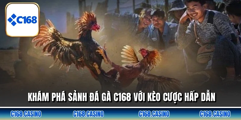 Khám phá sảnh đá gà C168 với kèo cược hấp dẫn Khám phá sảnh đá gà C168 với kèo cược hấp dẫn