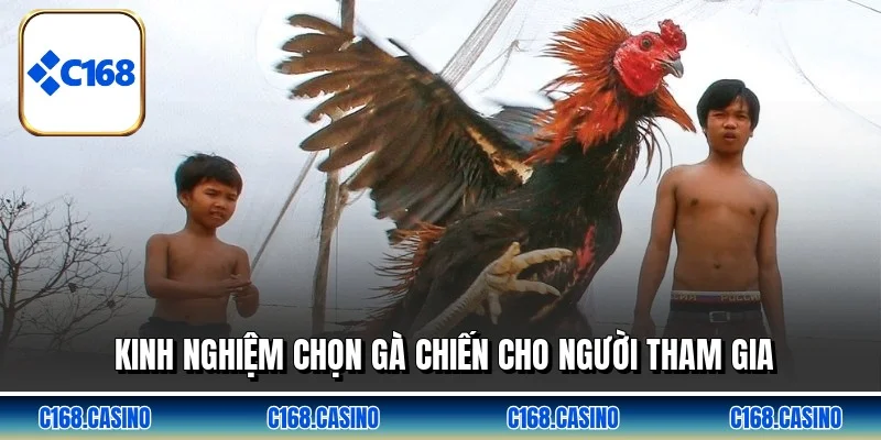 Kinh nghiệm chọn gà chiến cho người tham gia Kinh nghiệm chọn gà chiến cho người tham gia