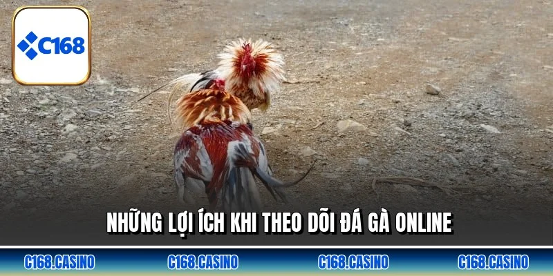Những lợi ích khi theo dõi đá gà online Những lợi ích khi theo dõi đá gà online