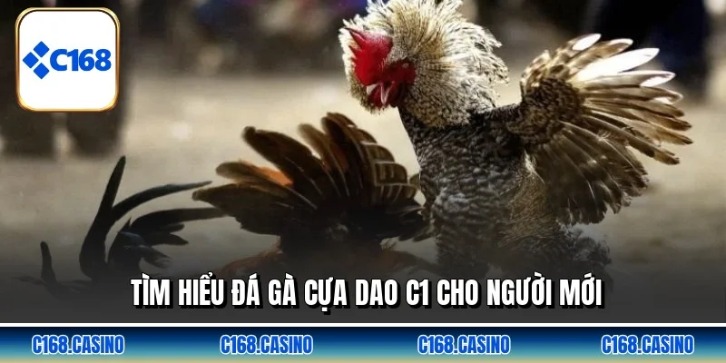Tìm hiểu đá gà cựa dao c1 cho người mới Tìm hiểu đá gà cựa dao c1 cho người mới