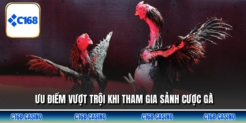 Ưu điểm vượt trội khi tham gia sảnh cược gà Ưu điểm vượt trội khi tham gia sảnh cược gà
